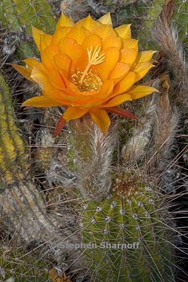 echinopsis huascha 1 graphic